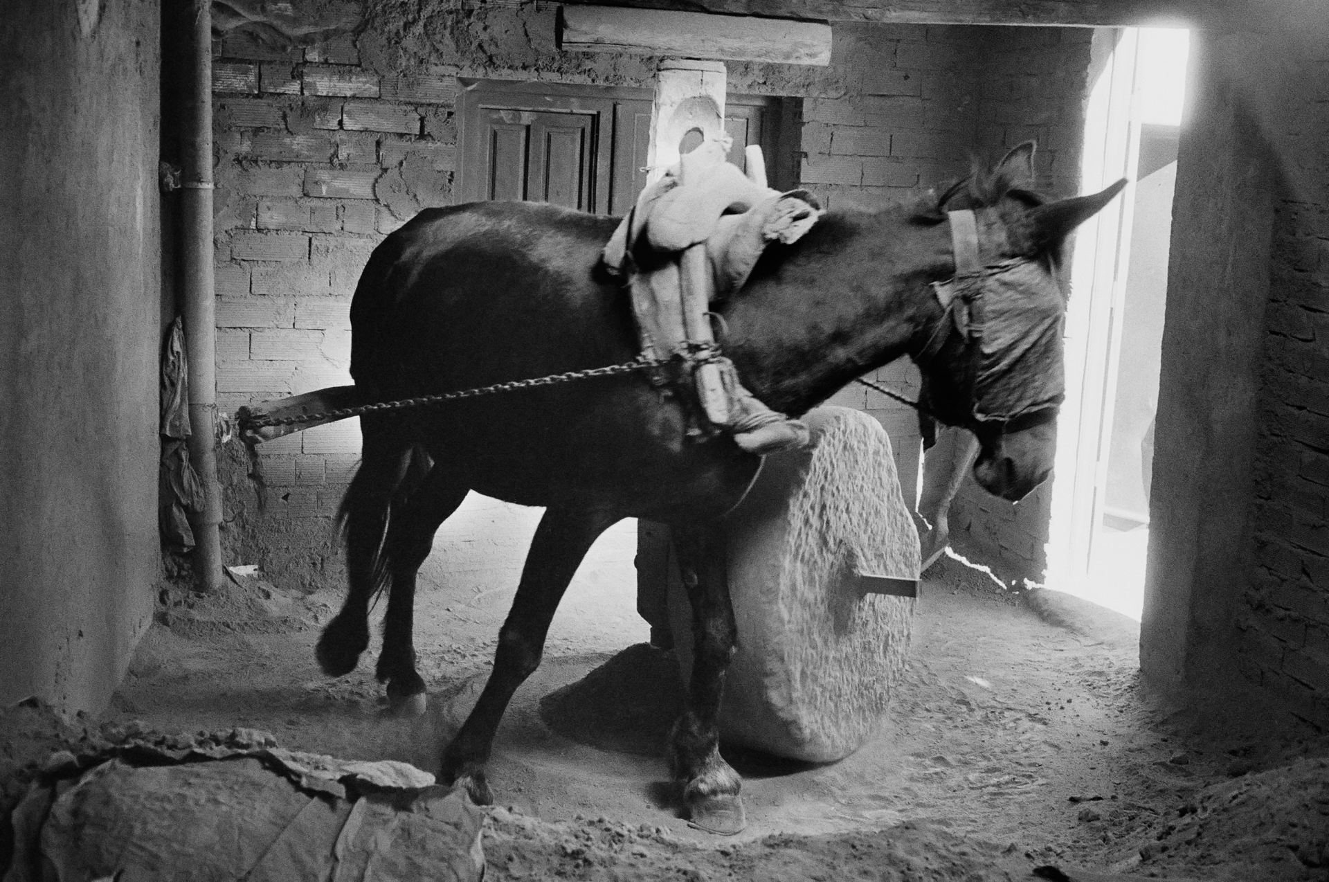 Foto de Castro Prieto, Burro moliendo.